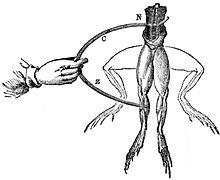 Original frog-leg experiment diagram from the course document